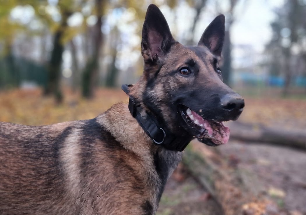 Parc canin 1